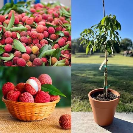 Litchi Plants — Exotic Fruits sapling available at Agro Nursery Garden